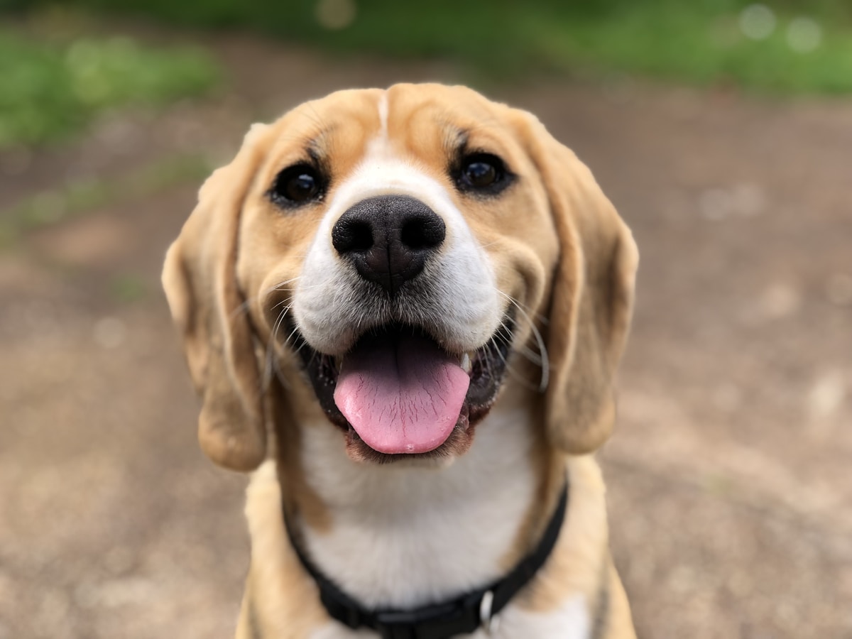 Beagle looking directly into the camera