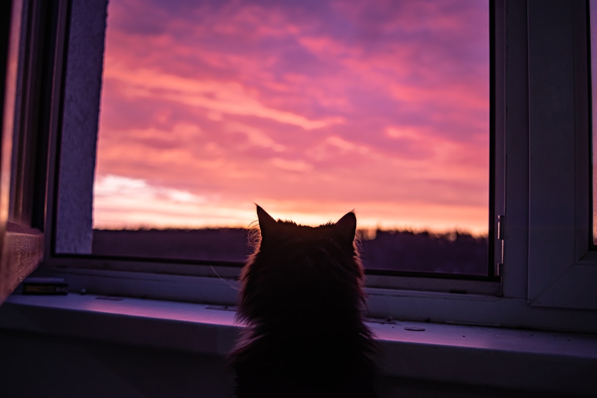 Cat watching a pink sunset through an open window